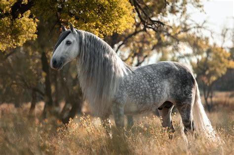 Horse Breed Andalusian Horse Riding Holidays And Safaris