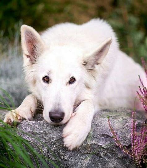 A White Dog Laying On Top Of A Rock