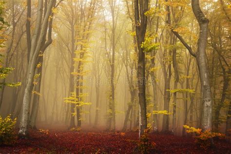 Foggy Forest During Autumn Stock Image Image Of Autumn 35590029