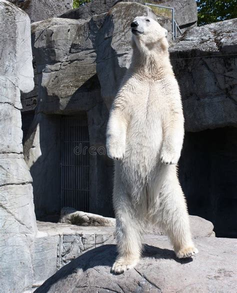 1328 Polar Bear Standing Stock Photos Free And Royalty Free Stock