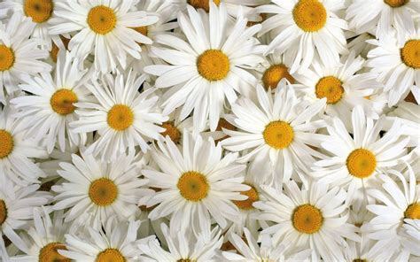 ❤ get the best pink flower wallpaper on wallpaperset. Flower Wallpaper Tumblr (50 Wallpapers) - Adorable Wallpapers