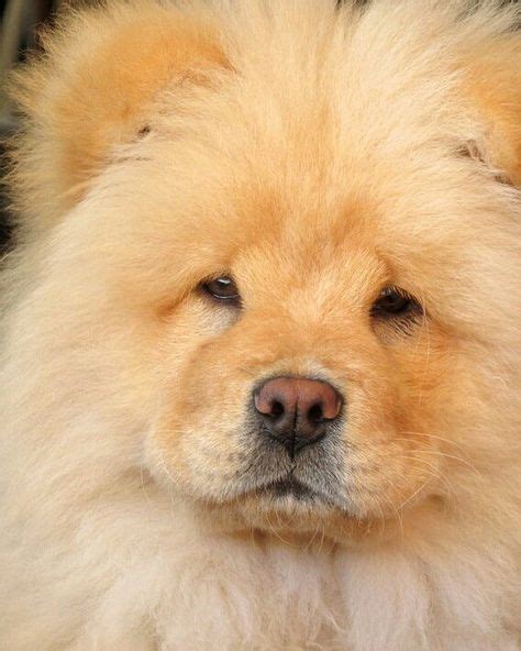 10 Mejores Imágenes De Perros Chinos En 2020 Perros Chinos Perros