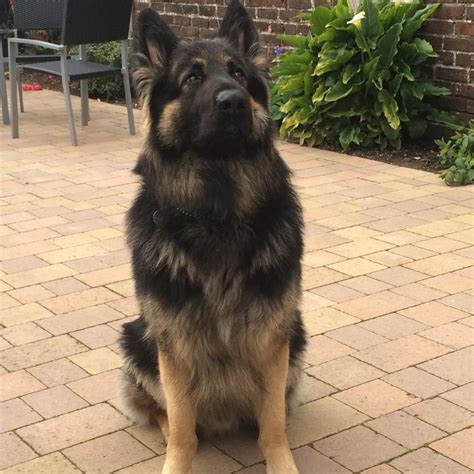 It is relaxed, loyal, and devoted, bonding closely with family, even to the point of developing separation anxiety. german shepherd puppy for sale. | Gosport, Hampshire ...