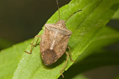 8 Types Of Stink Bugs Found In California Id Guide Bird Watching Hq