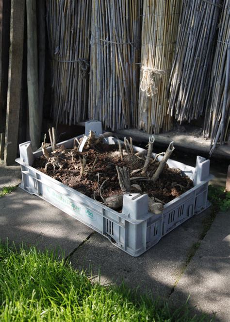 Bei dahlien handelt es sich um mehrjährige, krautige pflanzen, die zur familie der korbblütler. Dahlien pflanzen - Mein schöner Garten
