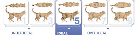 Cat Sizing Chart Measures For Your Cat Smartpet