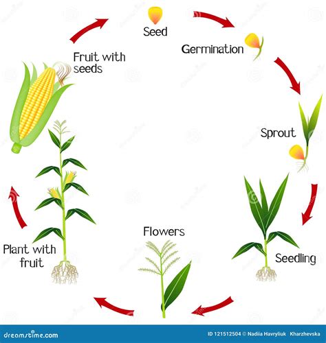 A Growth Cycle Of A Corn Plant On A White Background Stock Vector