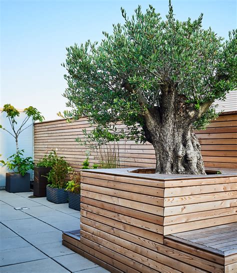 Check spelling or type a new query. Olivenbaum Dachterrasse | Tulpen Baum