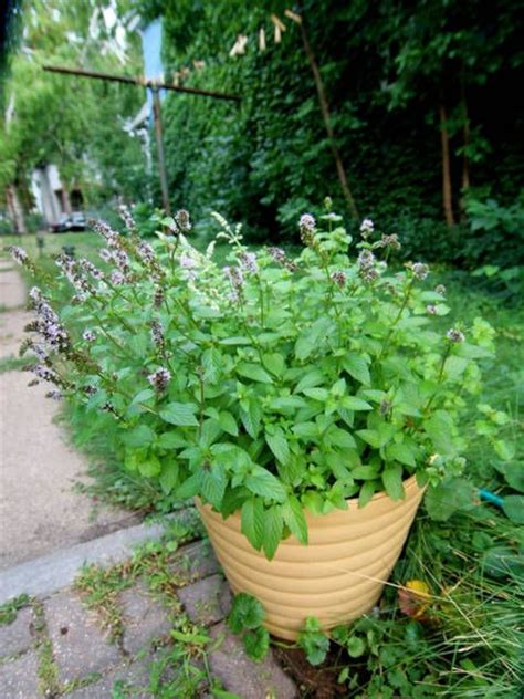 Maybe you would like to learn more about one of these? Menthe : la cultiver en pot ou au jardin | Potager ...