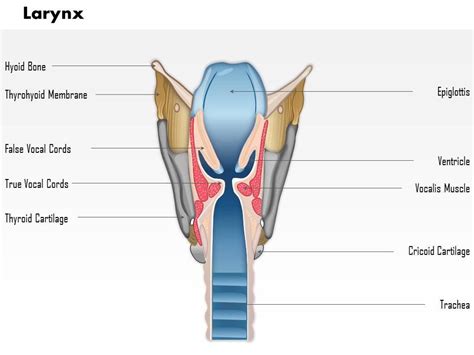 0514 Larynx Medical Images For Powerpoint Powerpoint Presentation