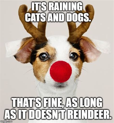 Christmas Dog Jokes Dog Puns Funny Puppy Memes Funny Dog Memes