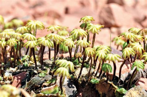 Liverwort Hepatic Thalloid And Bryophyte Britannica