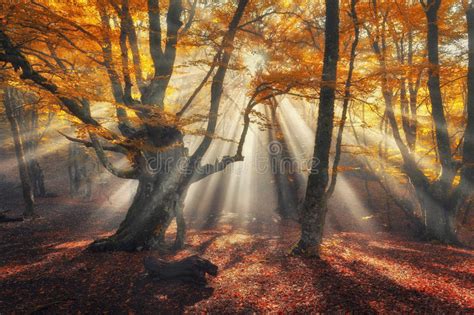 Autumn Forest In Fog With Country Road At Sunset Stock Photo Image Of