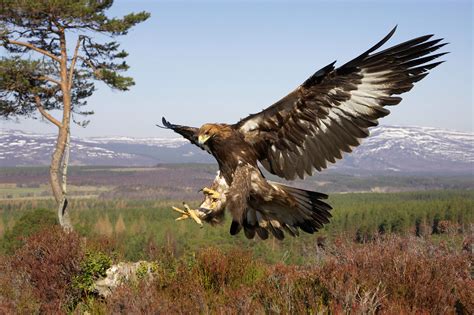 Birds of prey (and the fantabulous emancipation of one harley quinn) is a 2020 american superhero film based on the dc comics team the birds of prey. Britain's birds of prey: The Country Life guide to raptors