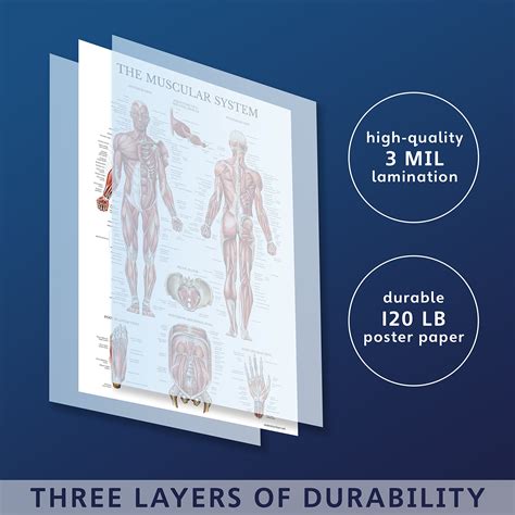 Buy 10 Pack Anatomical Poster Set Laminated Muscular Skeletal