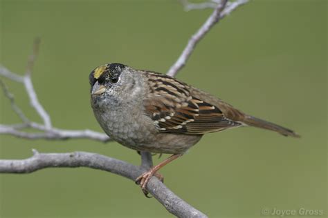 Zonotrichia Atricapilla Golden Crowned Sparrow