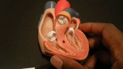Basic Heart Anatomy Youtube