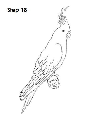 1280x720 drawing a cockatiel, pencil. How to Draw a Cockatiel | Parrots art, Bird drawings ...