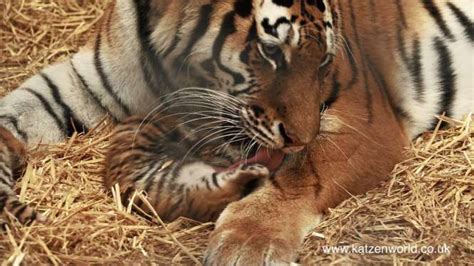 Mews Amur Tiger Cubs In Woburn Safari Park Katzenworld