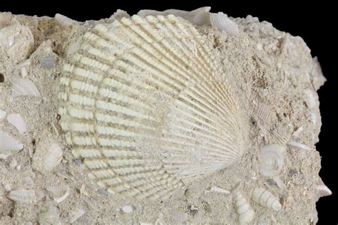 Eocene Fossil Clam Venericardia Damery France 73828 For Sale
