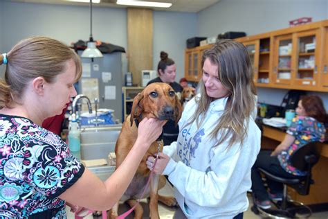 Veterinary And Animal Science Holyoke Community College