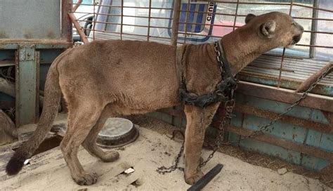 Circus Cat Chained To Truck For 20 Years Takes First Steps To Freedom The Dodo