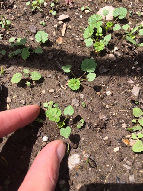 Look for the distinctive narrow leaves with curly edges. Weeds, weeds and more weeds - From Carrotgal.com