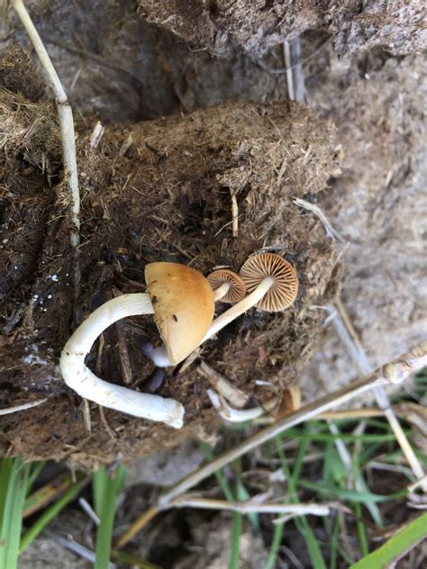Kansas Mushrooms Id Request Mushroom Hunting And Identification
