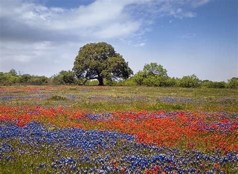 The Perfect Texas Hill Country Wildflower Day Trip