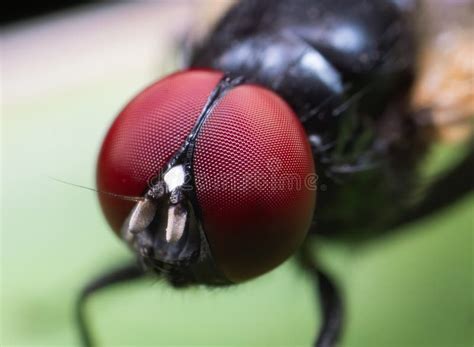 Macro Photo Of Eyes Of Black Fly On Green Leaf Stock Photo Image Of