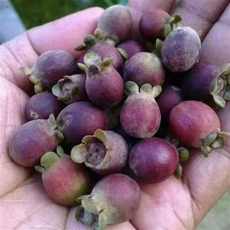Buah Yang Luarnya Coklat Dalamnya Hijau 4 Huruf | Seputar Buah