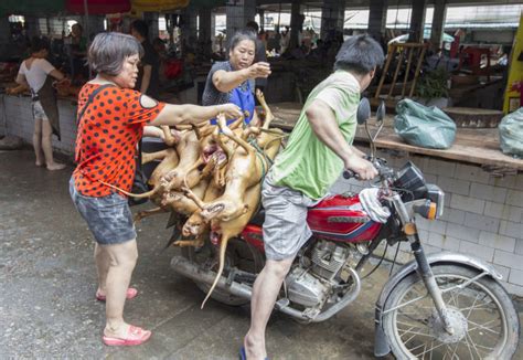 Yulin Festival Inside The Controversial Dog Meat Eating Event In China