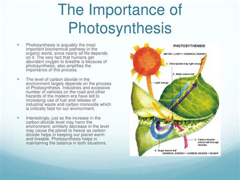 Ppt Photosynthesis Concept Assignment Powerpoint Presentation Free