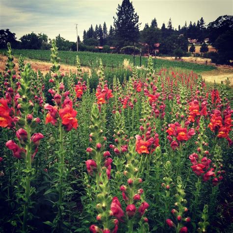 If you google either dead head or deadhead the search results will return information on fans of the grateful dead not the act of removing spent first, what exactly is deadheading? Snapdragons | Summer flowers, Snapdragons, Flowers