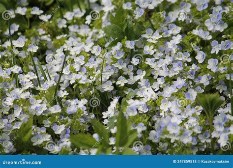 Flowering Creeping Speedwell Veronica Filiformis Plant And Green Grass