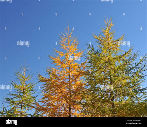 Larch Trees In Autumn Albulapass Grisons Switzerland Stock Photo Alamy