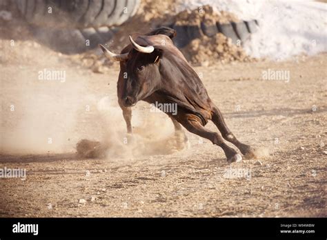 Bull Charging In A Bull Running Arena Stock Photo Alamy
