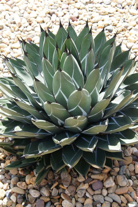 Agave Victoriae Reginae By Flora File Succulents Agave Plant