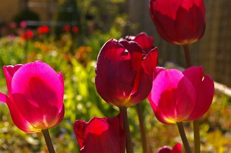 Red Tulips Spring Flowers Free Image Download
