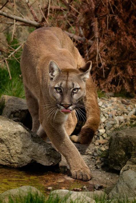 The Cougar Wiki 𖣘therian • Amino𖣘 Amino