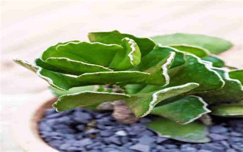 The Ultimate Care Guide For Adromischus Cristatus Crinkled Leaf Plant