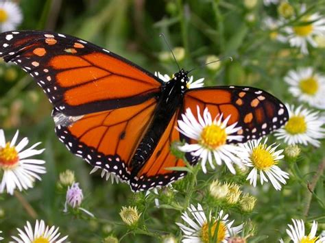 Big Butterfly Count Monarch Butterfly Butterfly Facts