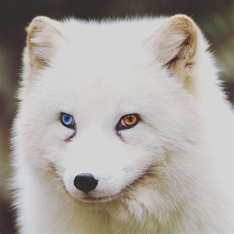 Arctic Fox With Heterochromia Rfox