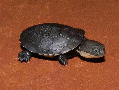 African Helmeted Turtles For Sale From The Turtle Source Turtles For