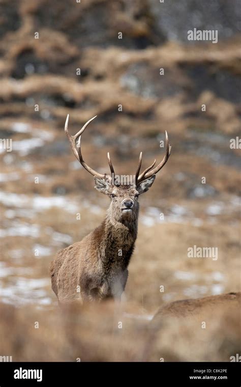 A Red Deer Stag Stands On The Crest Of A Hill In The Scottish Highlands