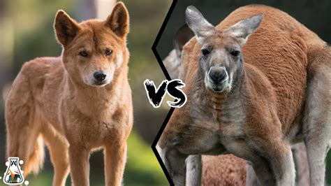 Dingo Vs Kangaroo Which Is The King Of Australia Youtube