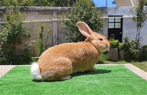 Conejo Gigante De Flandes Cuidados Alimentaci N Y Caracter Sticas