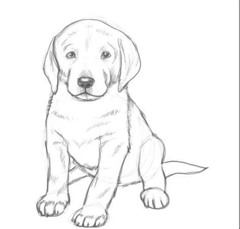 How To Draw A Labrador Puppy Step By Step At Drawing Tutorials