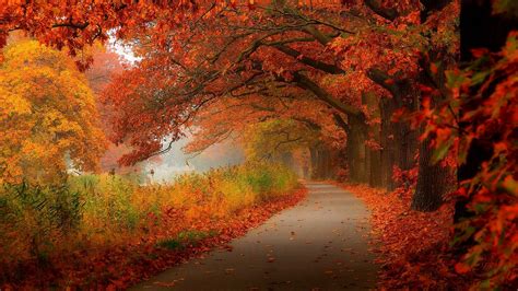 Red Leaves Autumn Trees Road Wallpaper 1600x900 Resolution