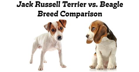 Jack Russell Terrier Vs Beagle Breed Comparison Terrier Owner